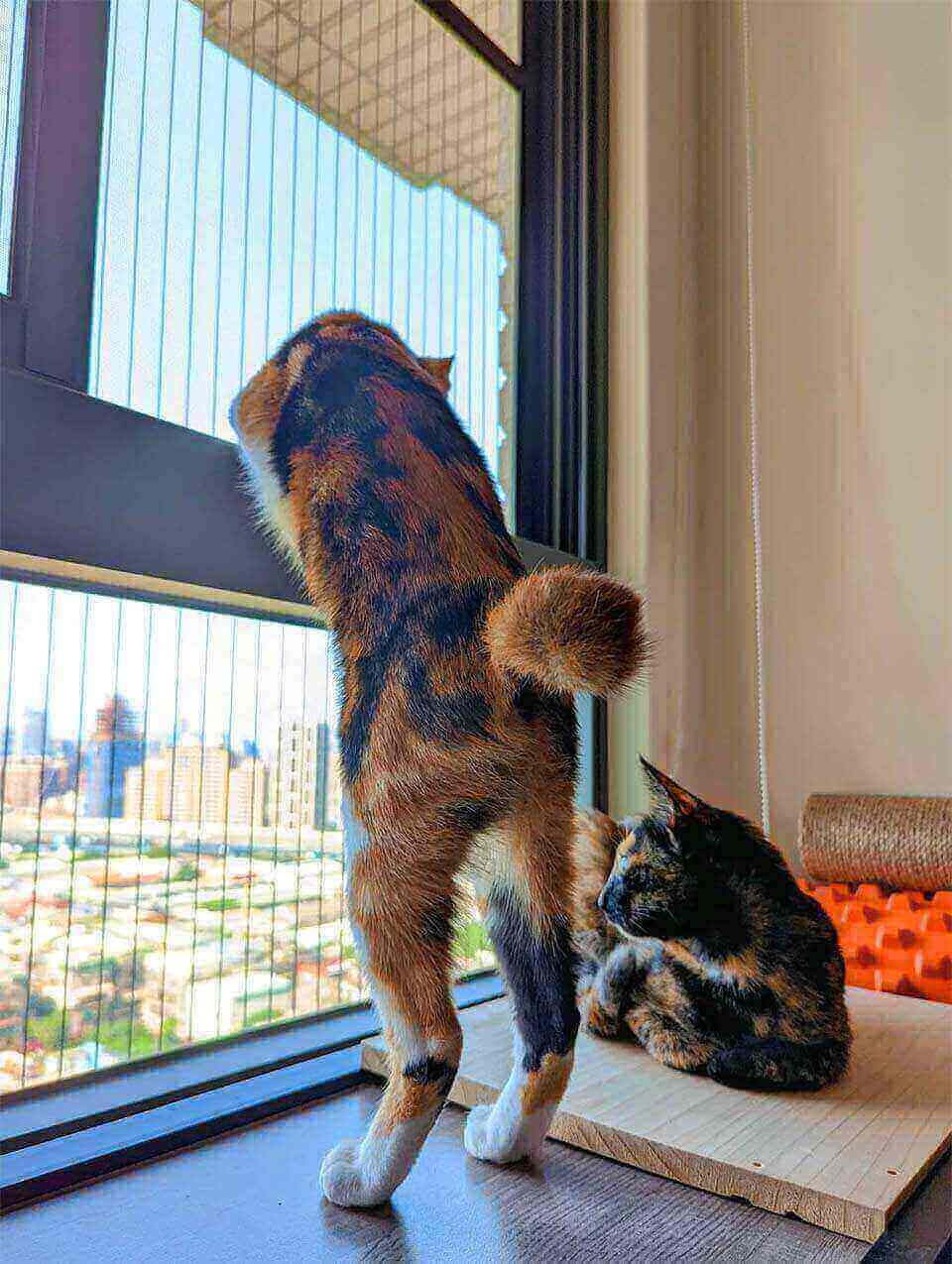 隱形鐵窗貓需要嗎？安裝貓隱形鐵窗，保護你的毛小孩！