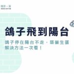 鴿子飛到陽台代表好運？鴿子停在陽台不走、築巢生蛋解決方法一次看！