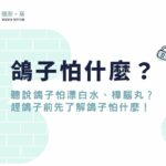 鴿子怕什麼？聽說鴿子怕漂白水、樟腦丸？趕鴿子前先了解鴿子怕什麼！
