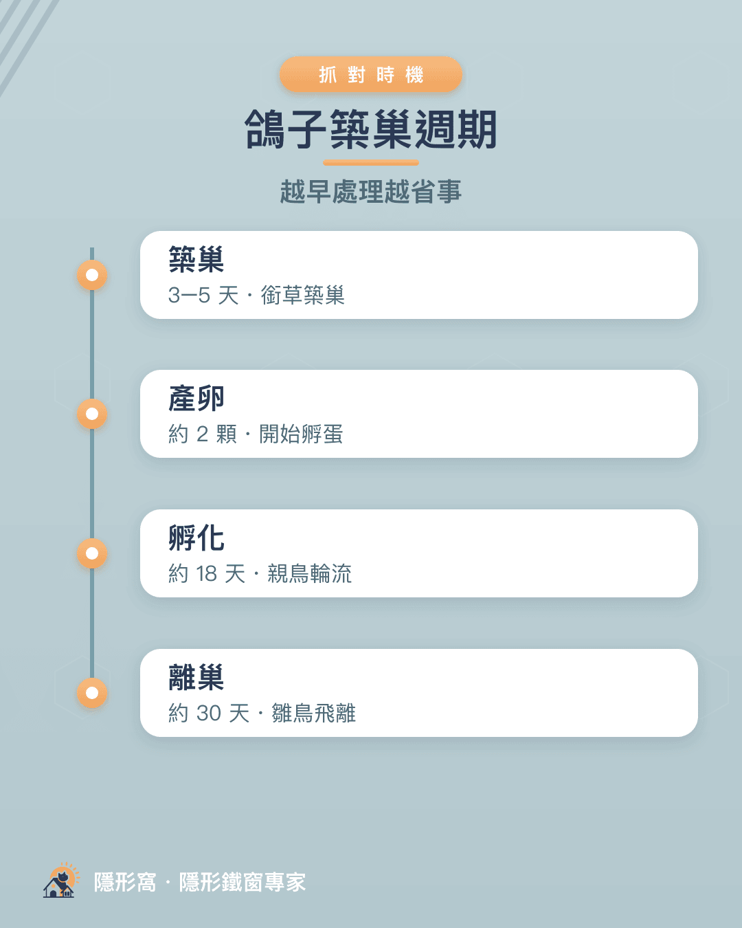 鴿子築巢週期：築巢、產卵、孵化、離巢時間軸
