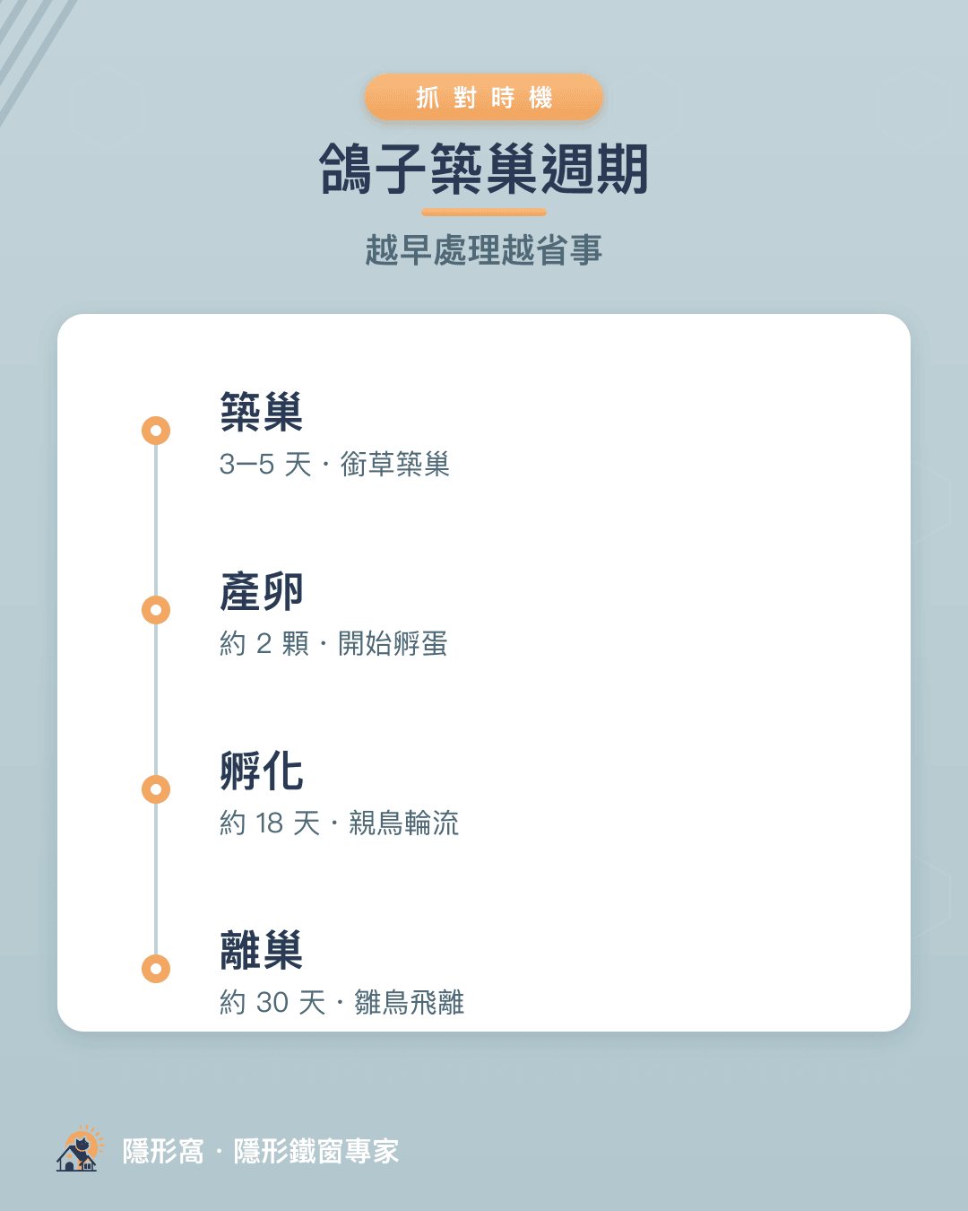 鴿子築巢週期：築巢3~5天、產卵、孵化18天、離巢30天